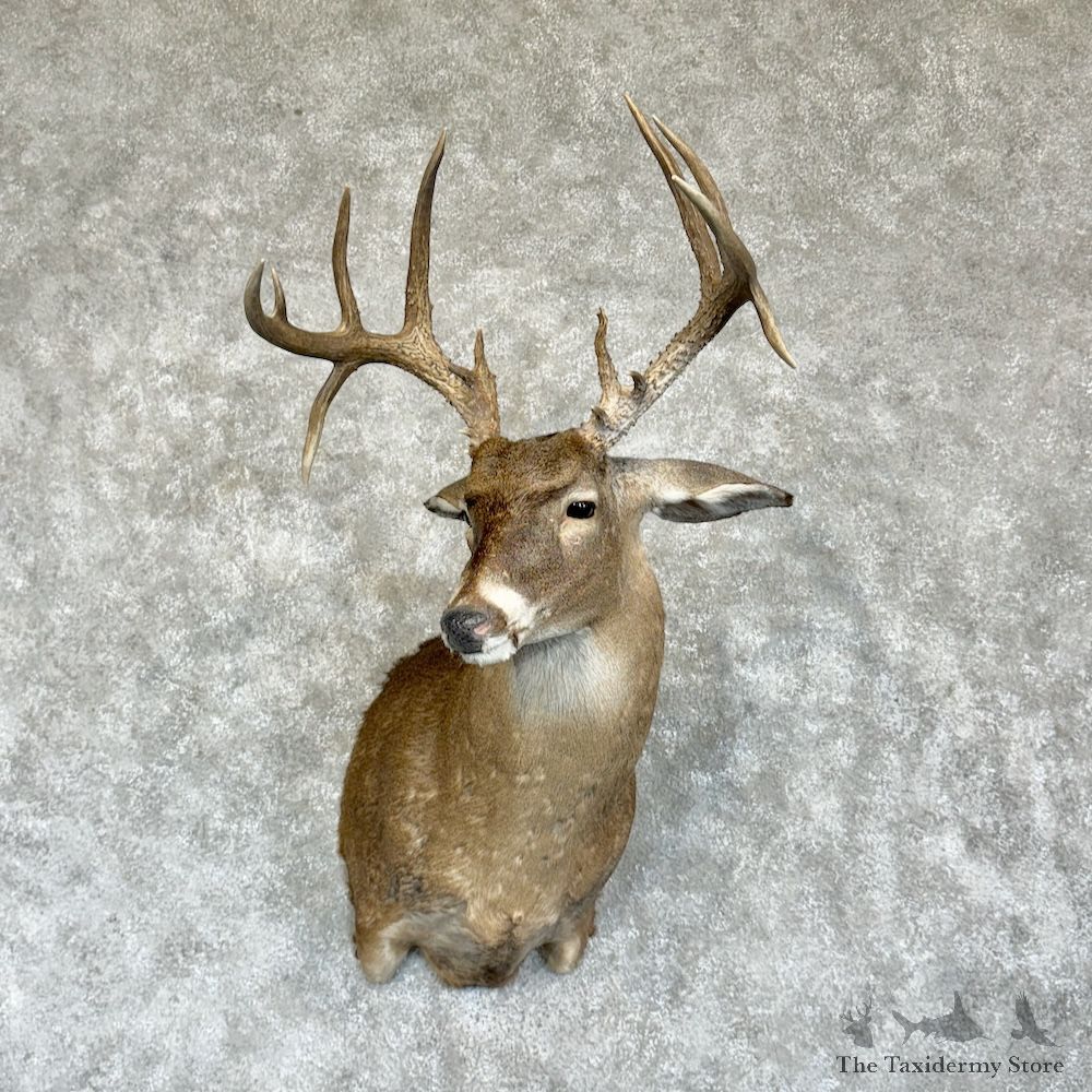 Whitetail Deer Shoulder Mount For Sale #29625 @ The Taxidermy Store