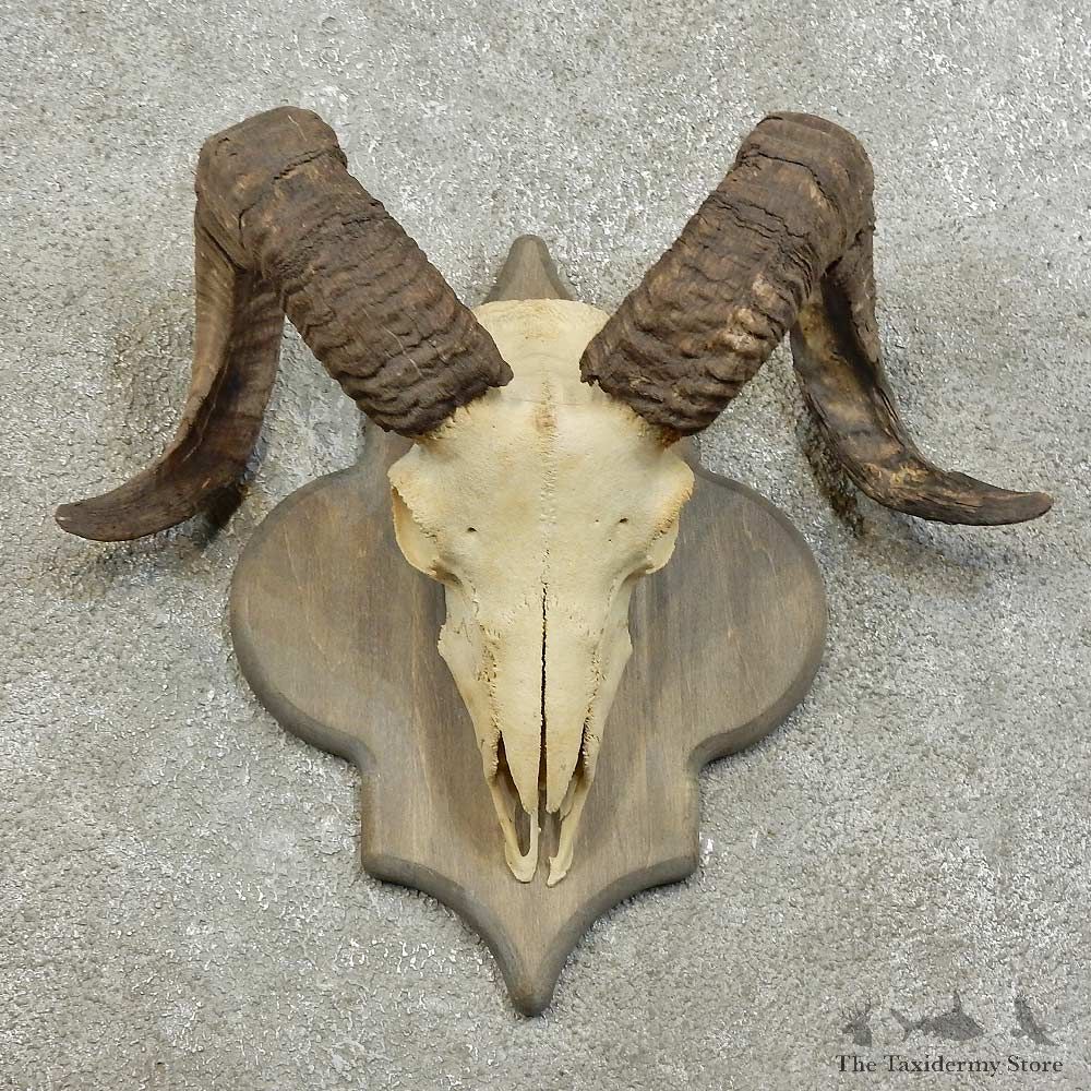 Corsican Ram Skull European Mount For Sale #16006 @ The Taxidermy Store