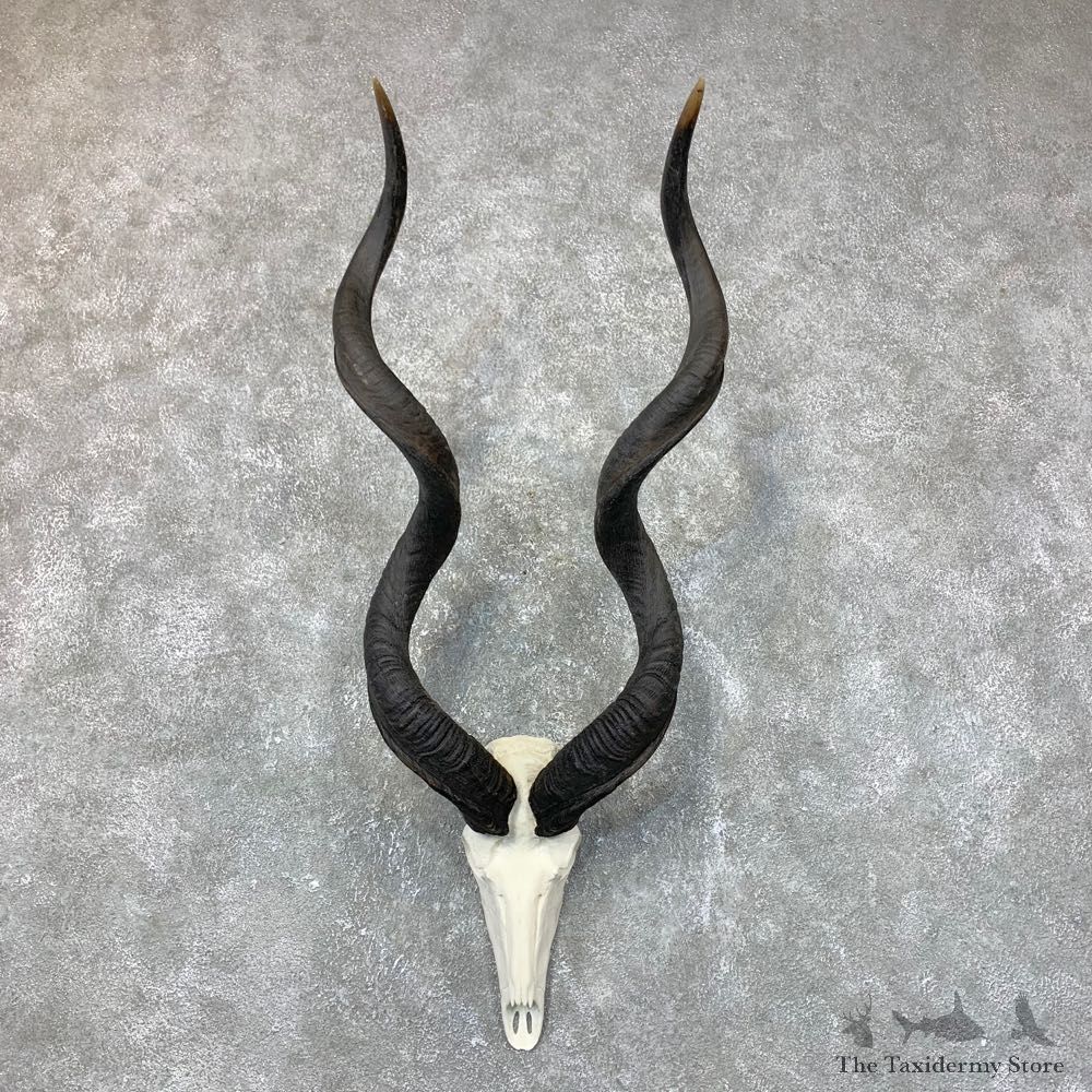 Greater Kudu Skull European Mount For Sale #23723 @ The Taxidermy Store