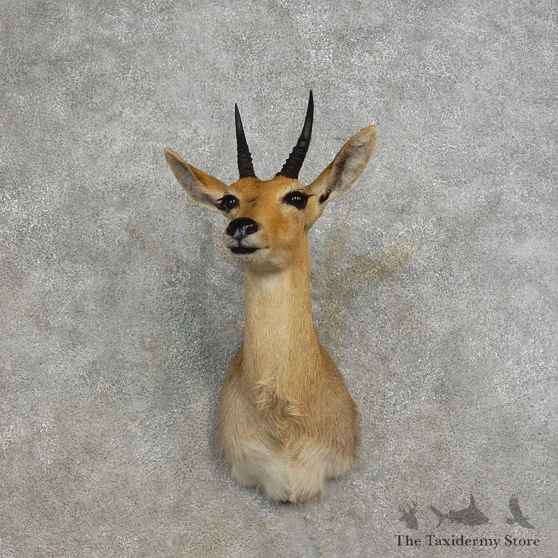 Common Reedbuck Shoulder Mount For Sale #17266 @ The Taxidermy Store