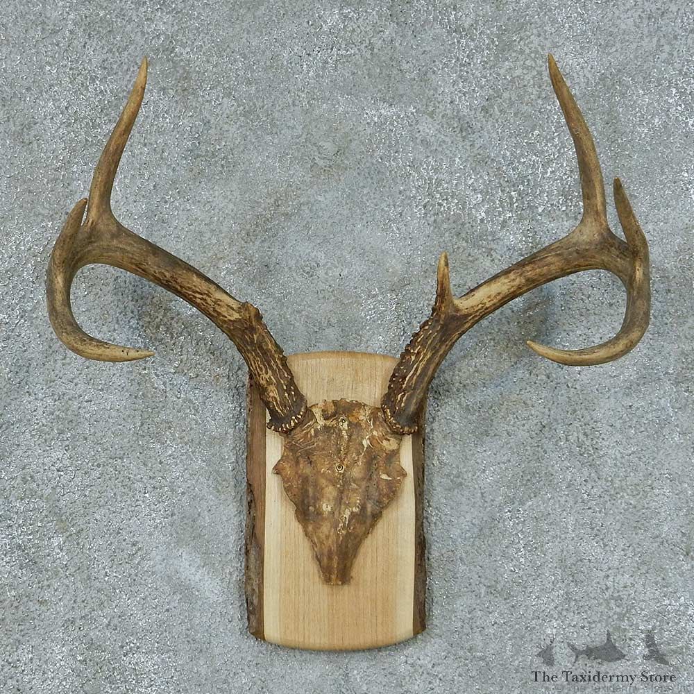 Whitetail Deer Antler Mount #13444 For Sale @ The Taxidermy Store