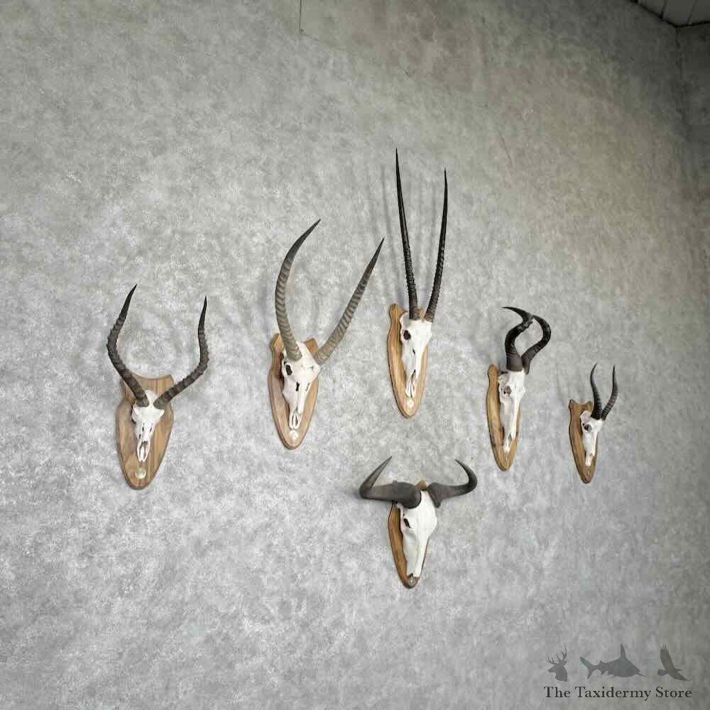 African Safari 6 Plaque Match Set Skulls and Horns For Sale #31656 @ The Taxidermy Store