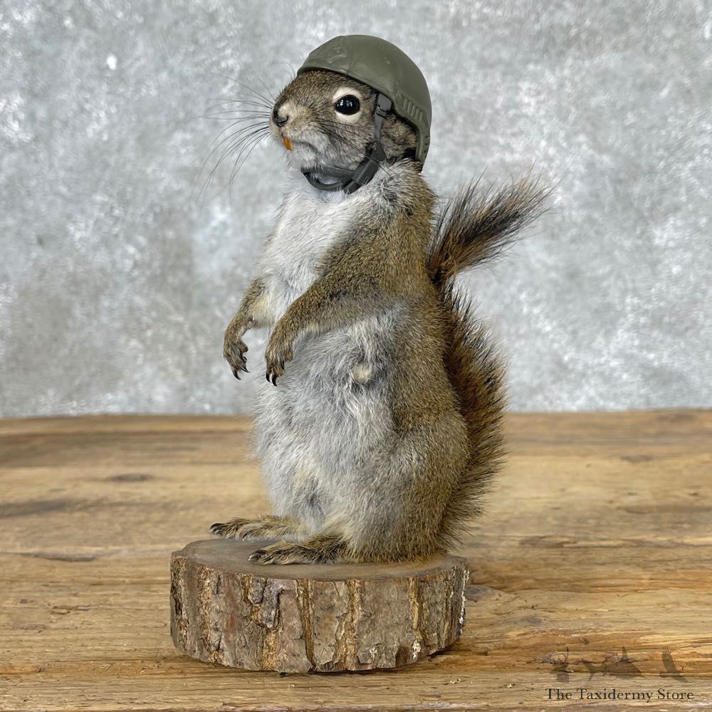 Patriot Squirrel Novelty Mount For Sale #25036 @ The Taxidermy Store