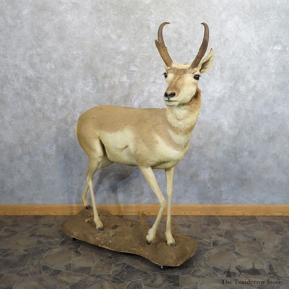 Pronghorn Antelope Life Size Taxidermy Mount For Sale #20493 For Sale @ The Taxidermy Store