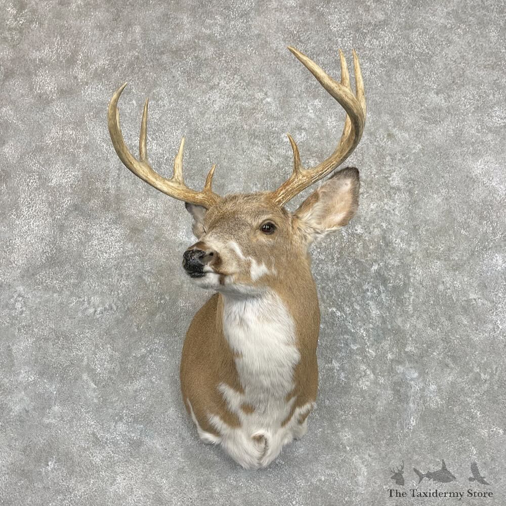 Piebald Whitetail Deer Shoulder Mount For Sale #27420 @ The Taxidermy Store