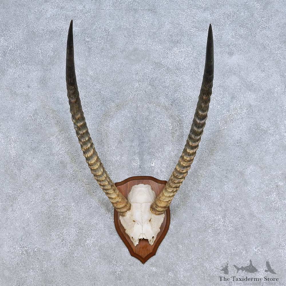 African Waterbuck Horn Plaque Mount For Sale #14441 @ The Taxidermy Store