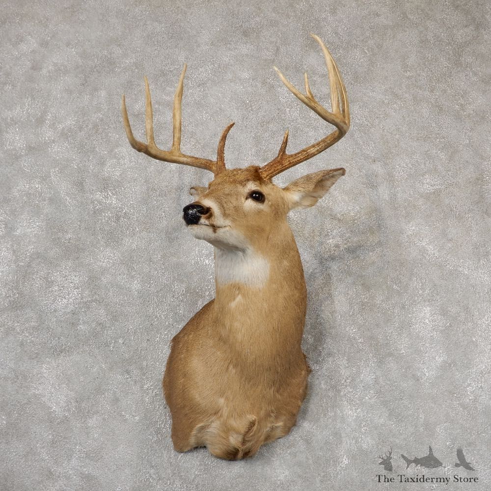Whitetail Deer Shoulder Mount For Sale #18836 @ The Taxidermy Store
