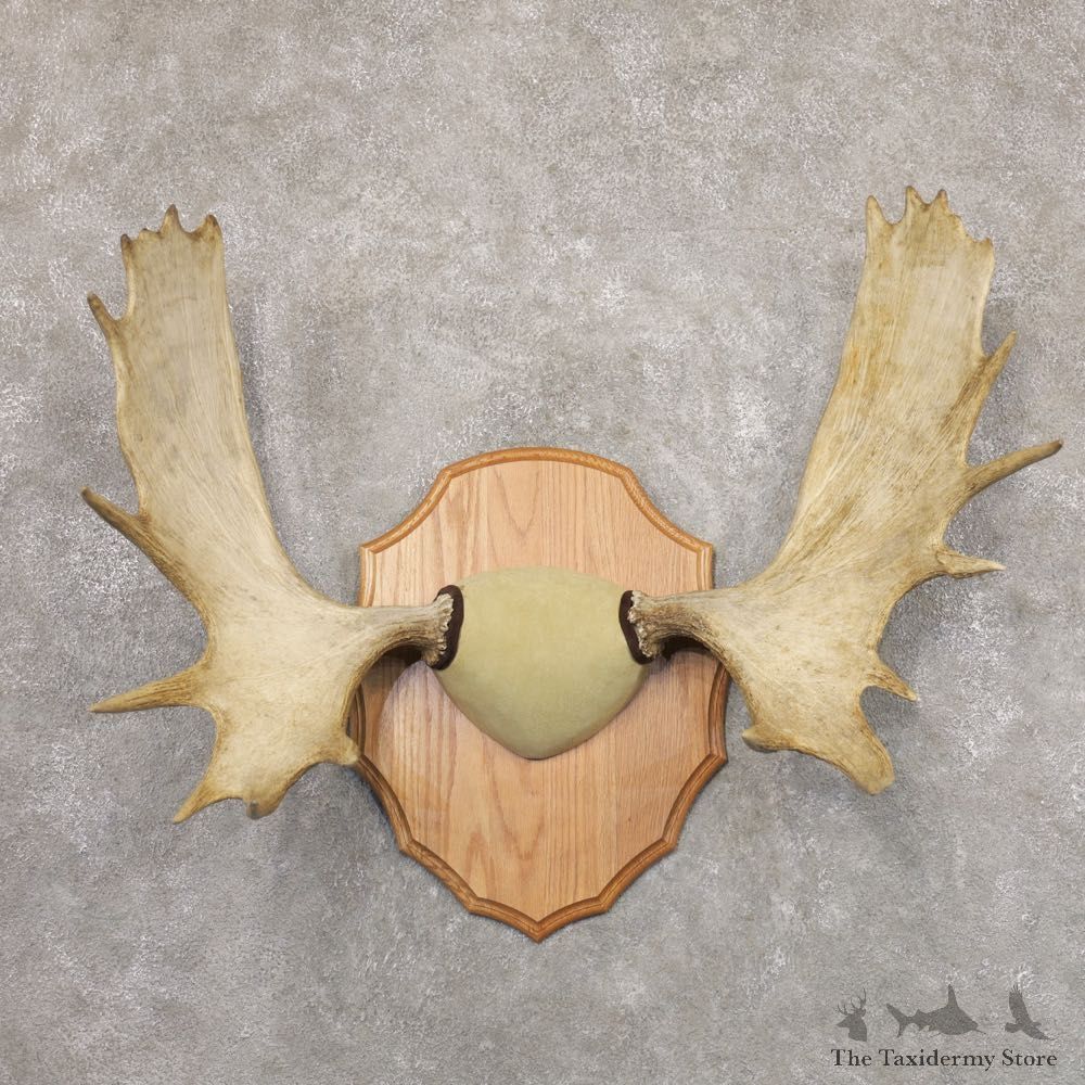 Moose Antler Plaque For Sale #22350 @ The Taxidermy Store