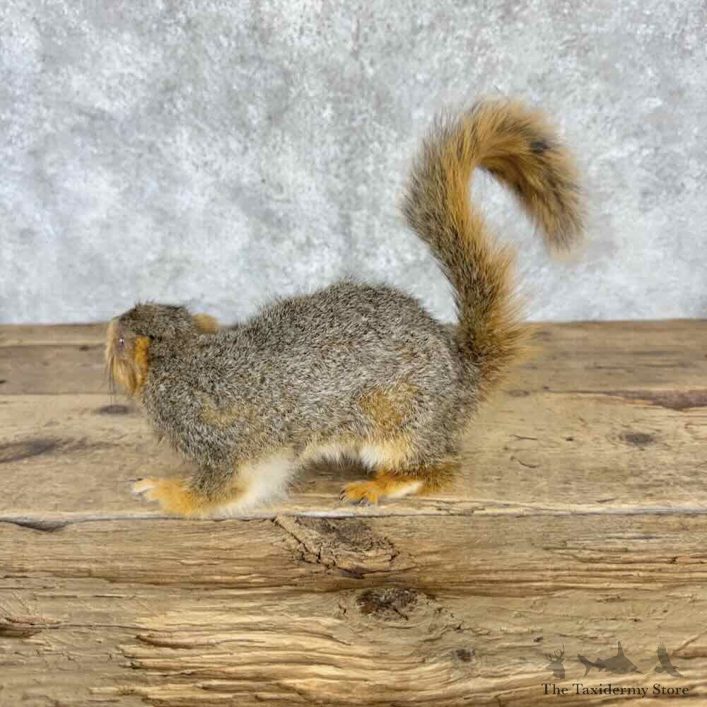 Fox Squirrel Life Size Mount For Sale #32273 @ The Taxidermy Store