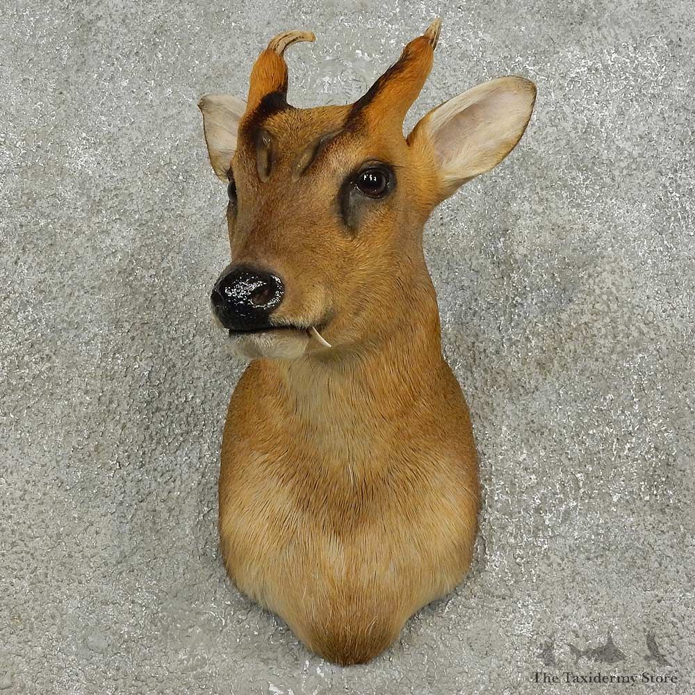 Reeves Muntjac Shoulder Mount For Sale #16871 @ The Taxidermy Store