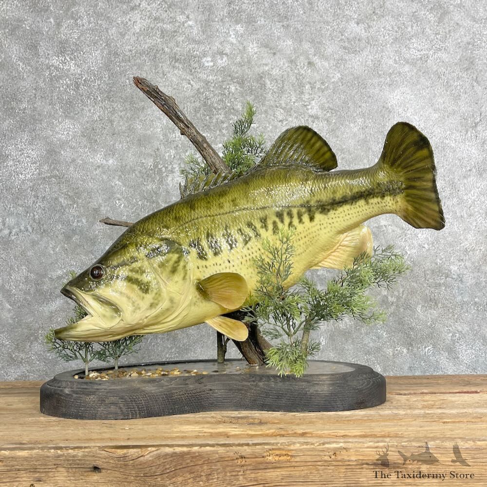 Largemouth Bass Fish Mount For Sale #27358 @ The Taxidermy Store