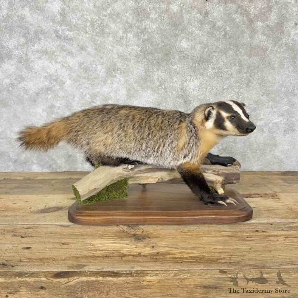 American Badger Life-Size Mount For Sale #31627 @ The Taxidermy Store