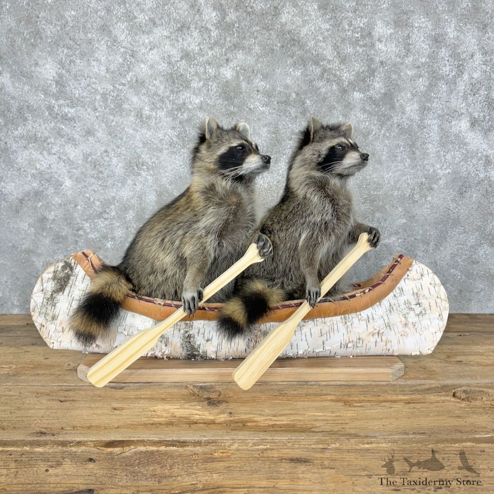 Canoeing Pals Raccoons Novelty Mount For Sale #29522 @ The Taxidermy Store