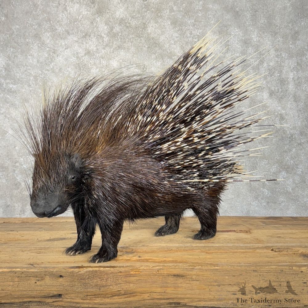 African Crested Porcupine Mount For Sale #29889 @ The Taxidermy Store