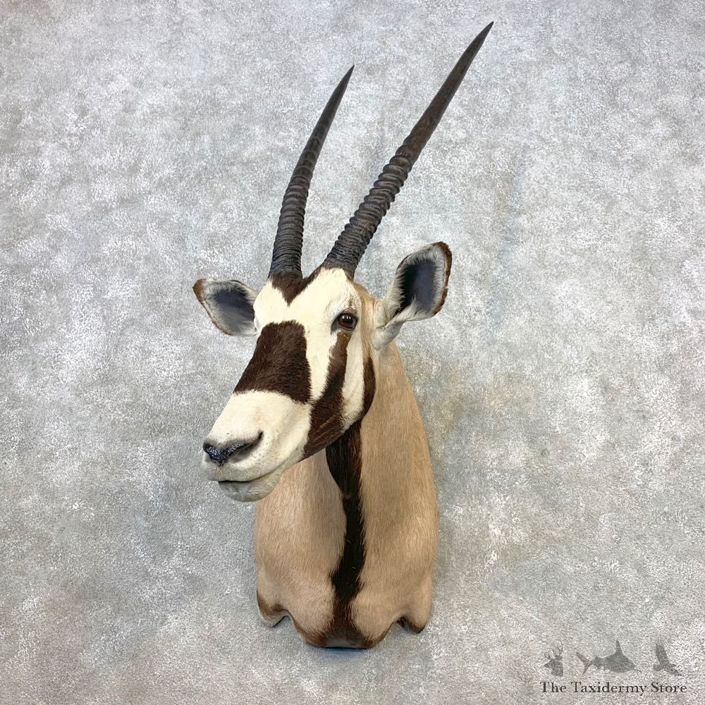 Gemsbok Oryx Shoulder Mount For Sale #21650 @ The Taxidermy Store