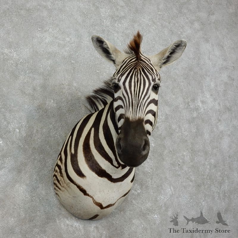 African Zebra Shoulder Mount For Sale #17517 @ The Taxidermy Store