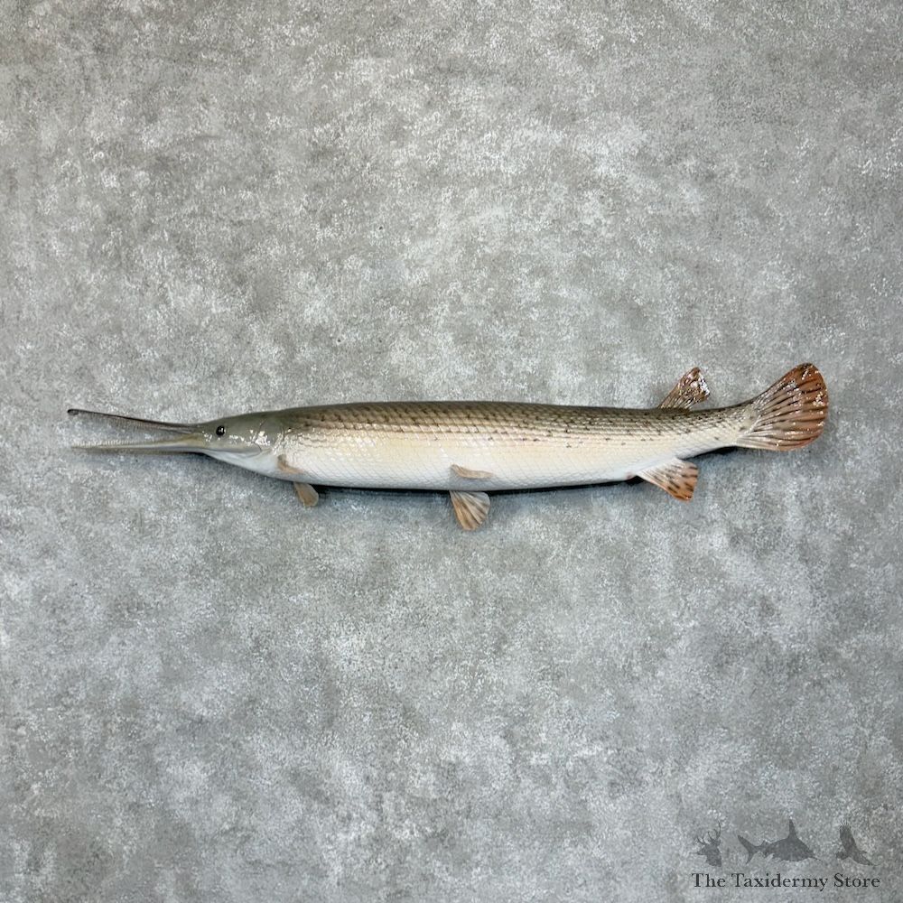 Longnose Gar Fish Mount For Sale #29373 @ The Taxidermy Store