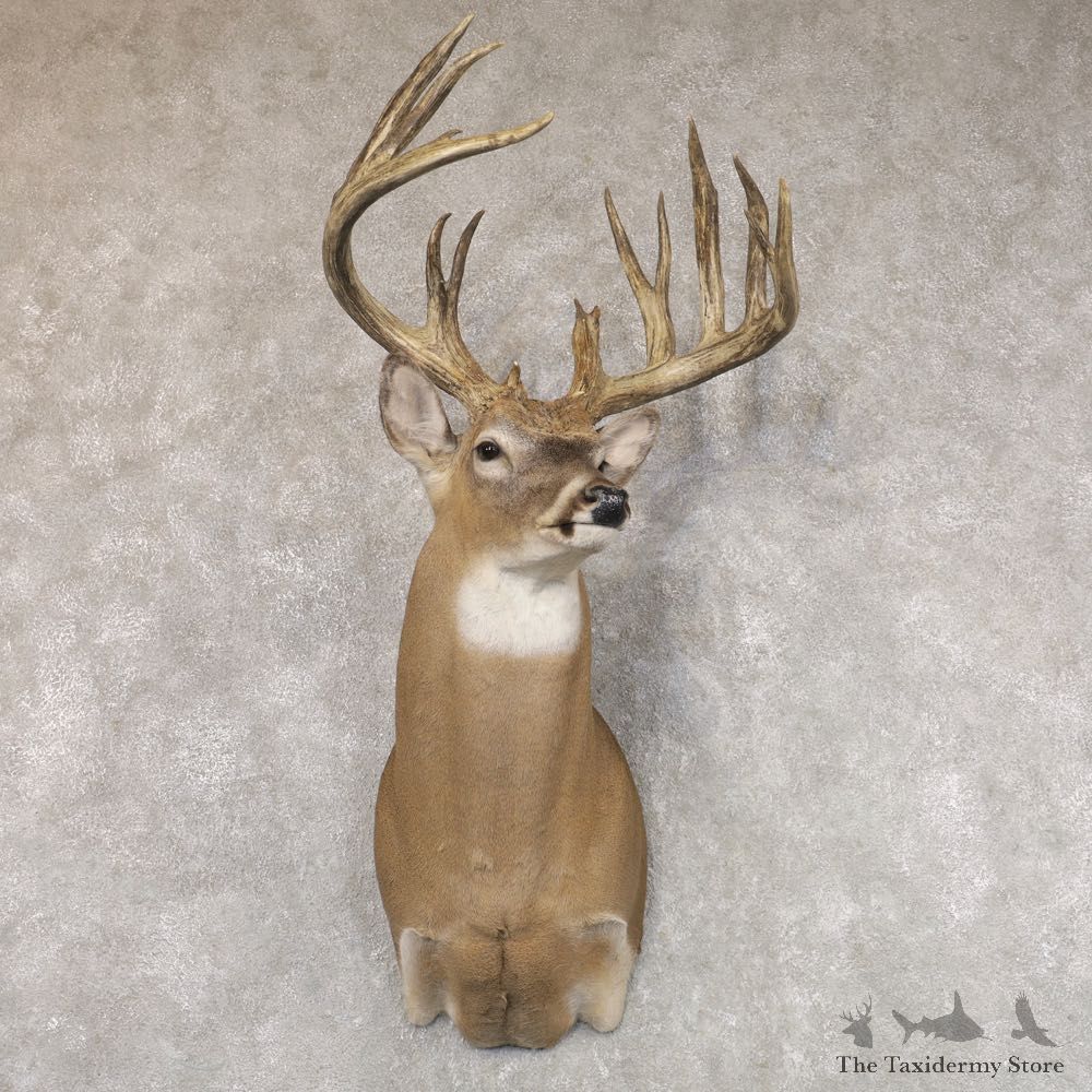 Whitetail Deer Shoulder Mount For Sale #22506 @ The Taxidermy Store
