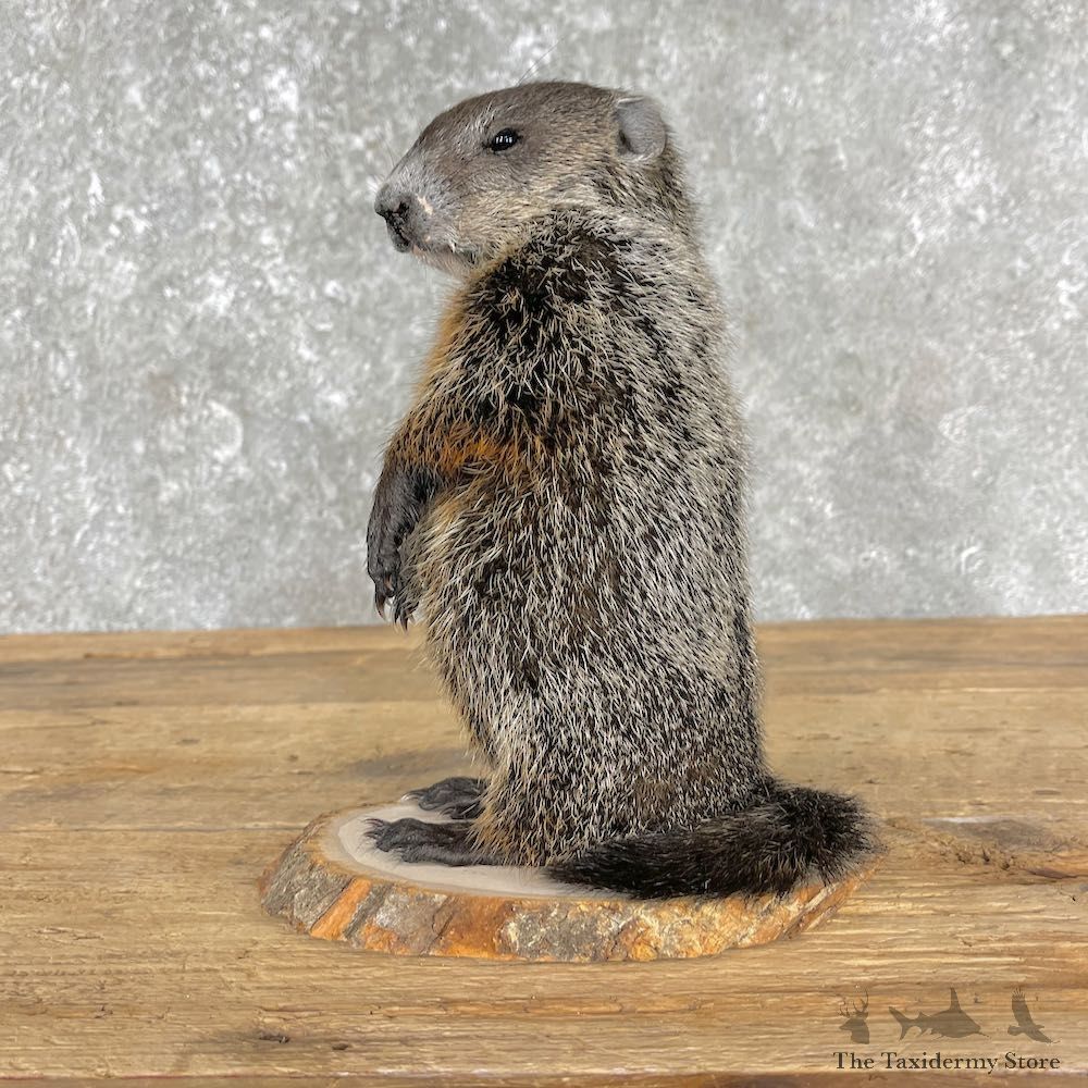 Groundhog Life-Size Mount For Sale #22510 @ The Taxidermy Store