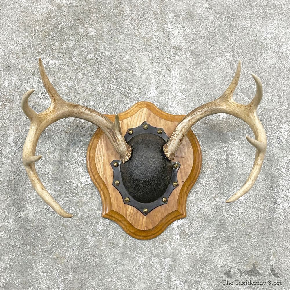 Whitetail Deer Antler Plaque Mount For Sale #24814 @ The Taxidermy Store