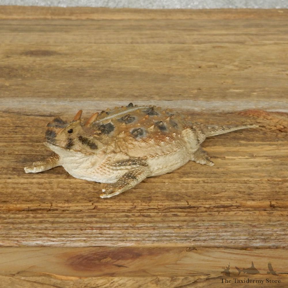 Horned Toad Replica Reproduction Mount For Sale #14163 @ The Taxidermy Store