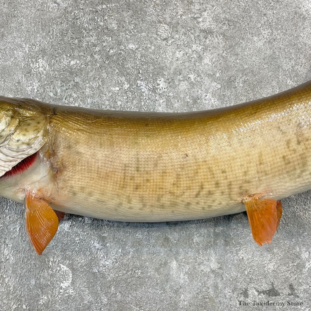 Musky Taxidermy Fish Mount For Sale #25929 @ The Taxidermy Store