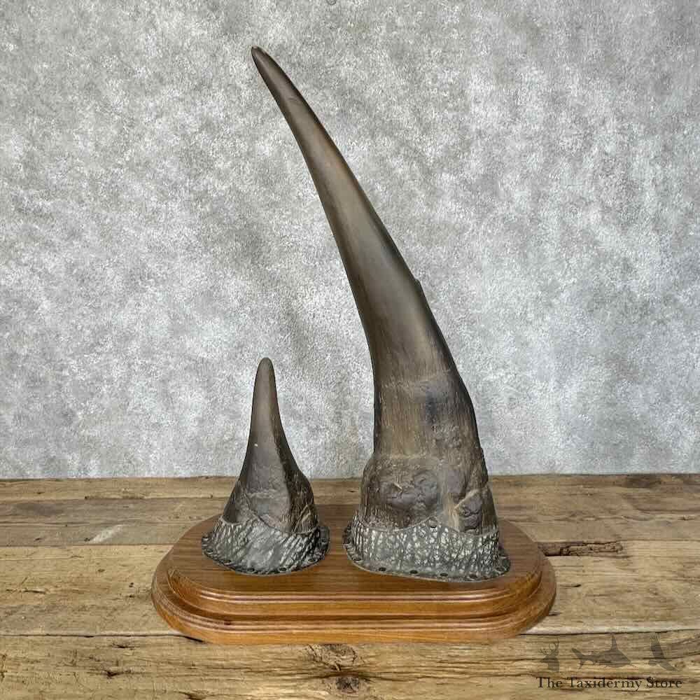 Replica Southern White Rhinoceros Horn Mount For Sale #30525 @ The Taxidermy Store