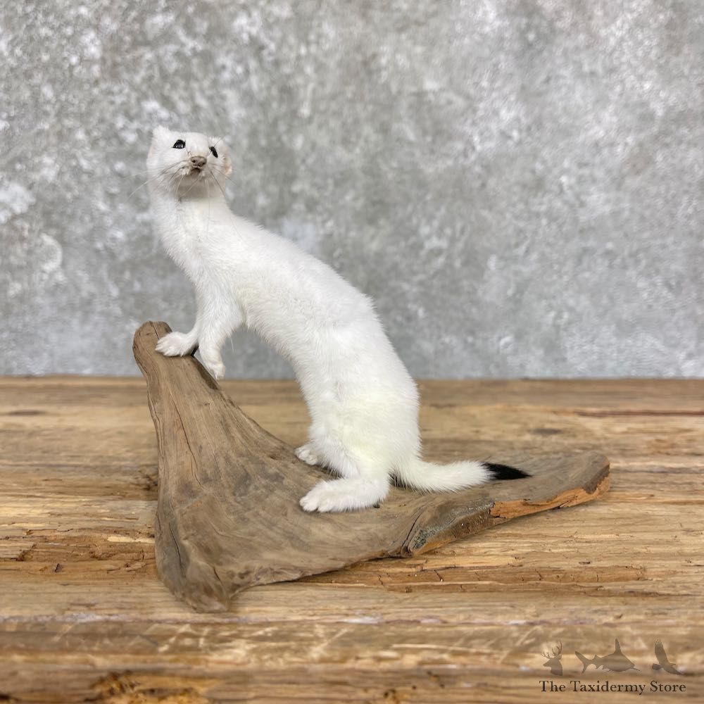Ermine Life-Size Mount For Sale #26398 @ The Taxidermy Store