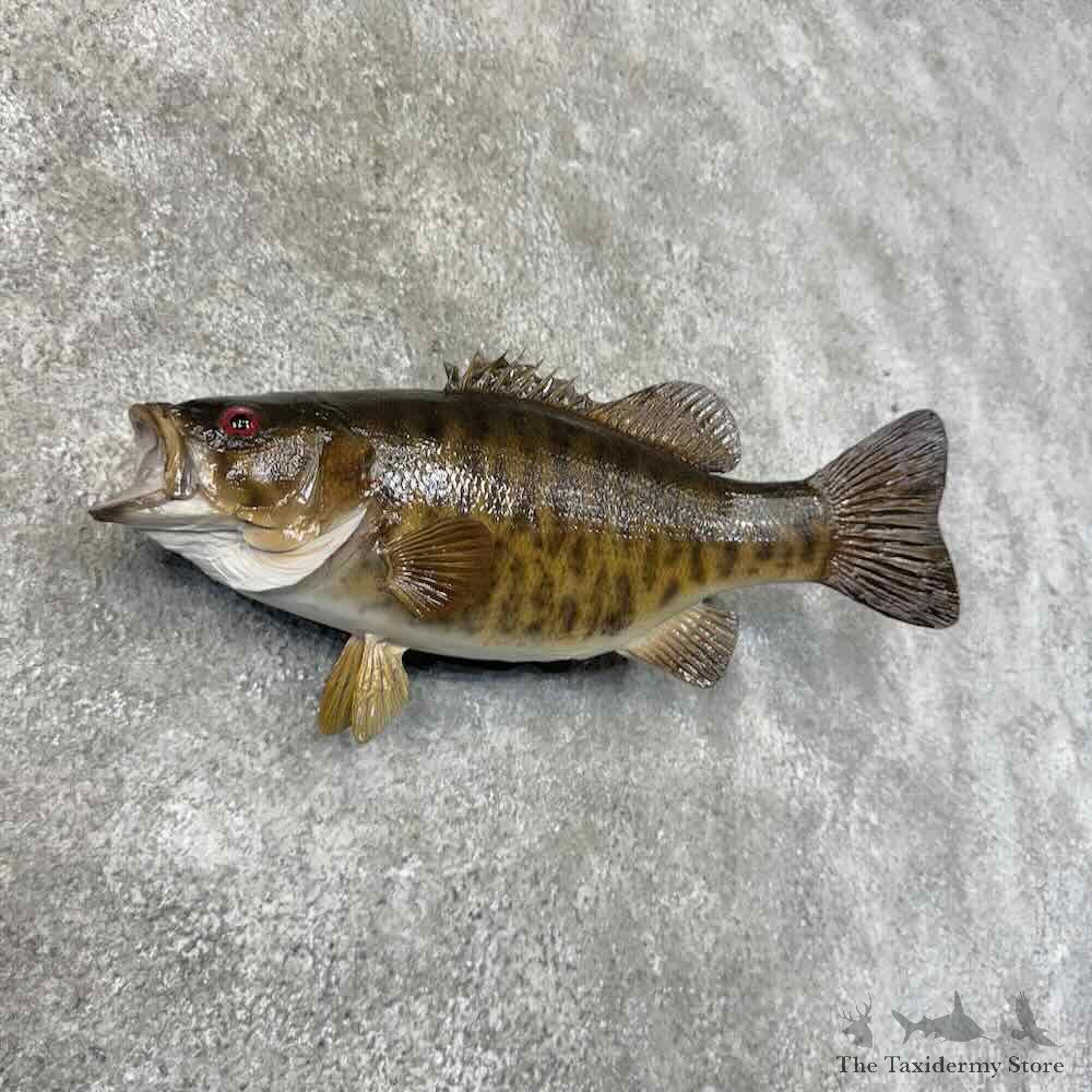 Smallmouth Bass Fish Mount For Sale #31274 @ The Taxidermy Store