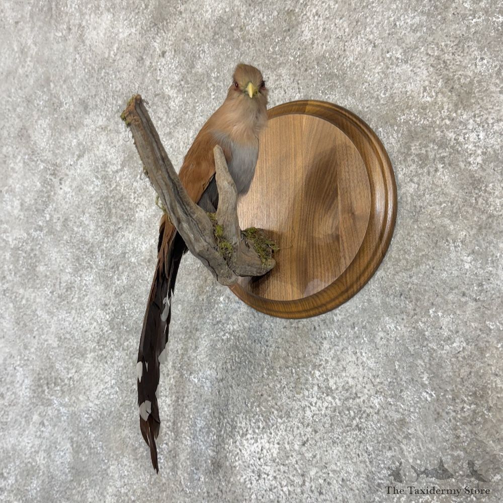 Squirrel Cuckoo Bird Mount for Sale #30013 @ The Taxidermy Store
