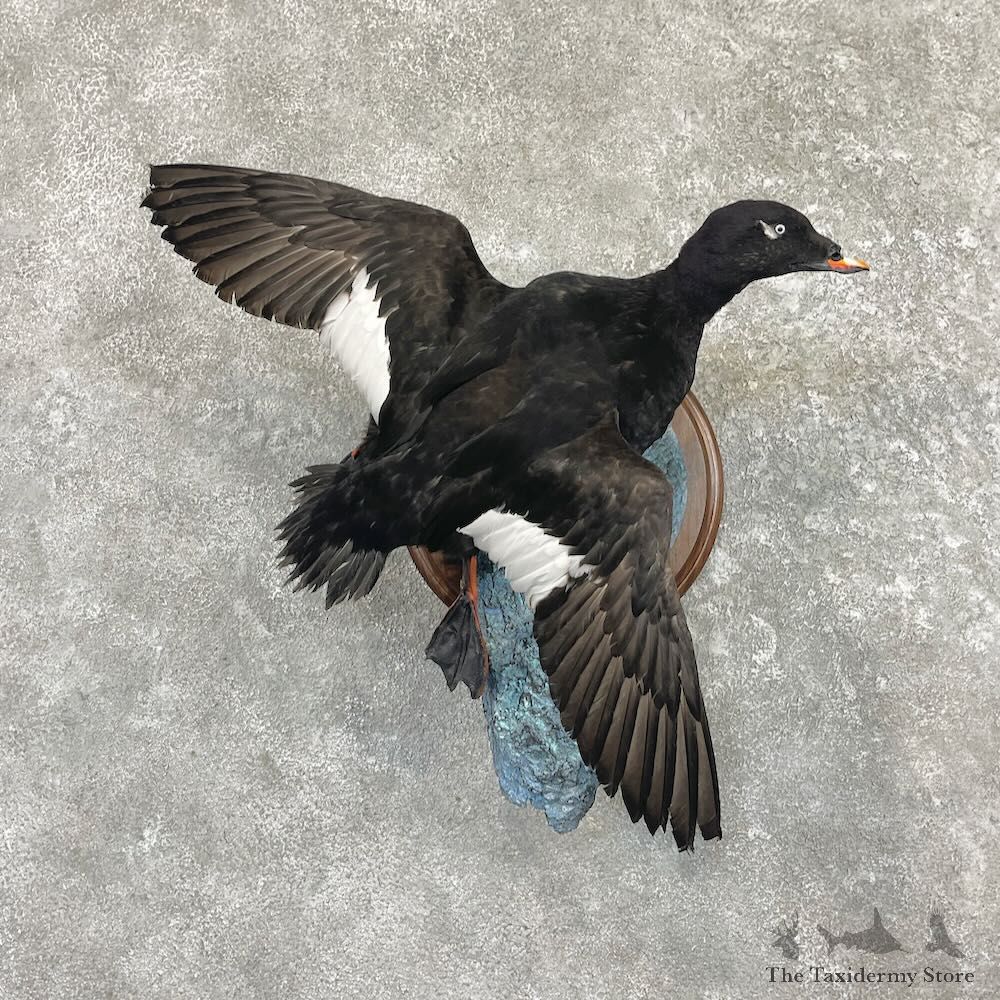 White-winged Scoter Bird Mount For Sale #27617 @ The Taxidermy Store