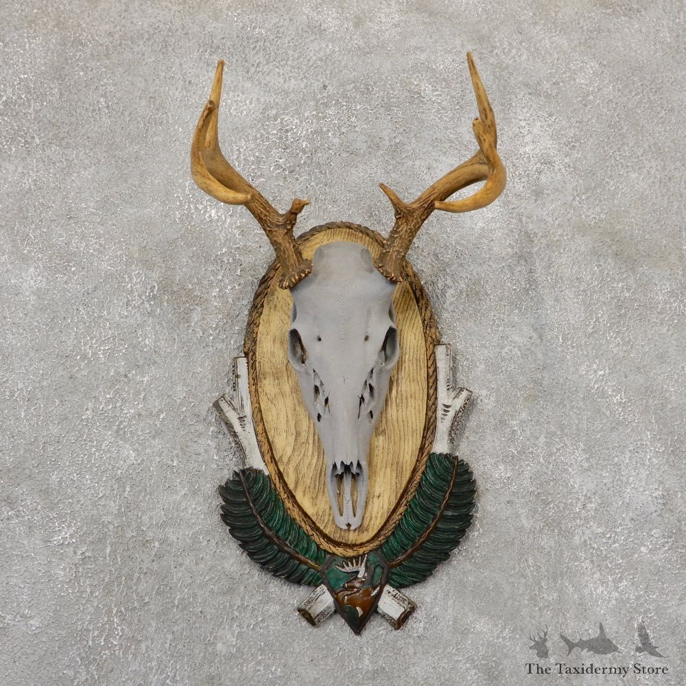 Whitetail Deer Skull European Mount For Sale #18942 @ The Taxidermy Store