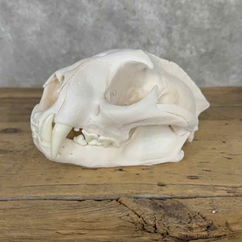 Mountain Lion Cougar Full Skull For Sale #32137 @ The Taxidermy Store