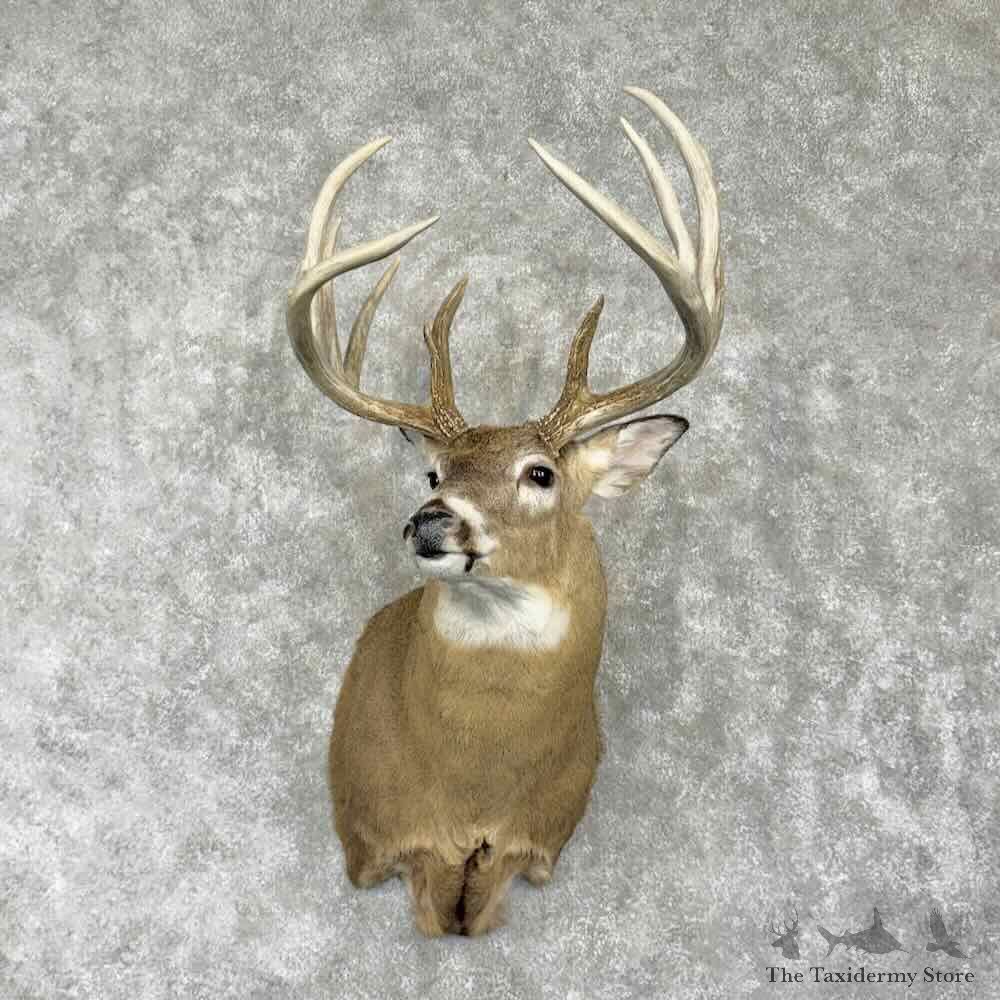 Whitetail Deer Shoulder Mount For Sale #31770 @ The Taxidermy Store