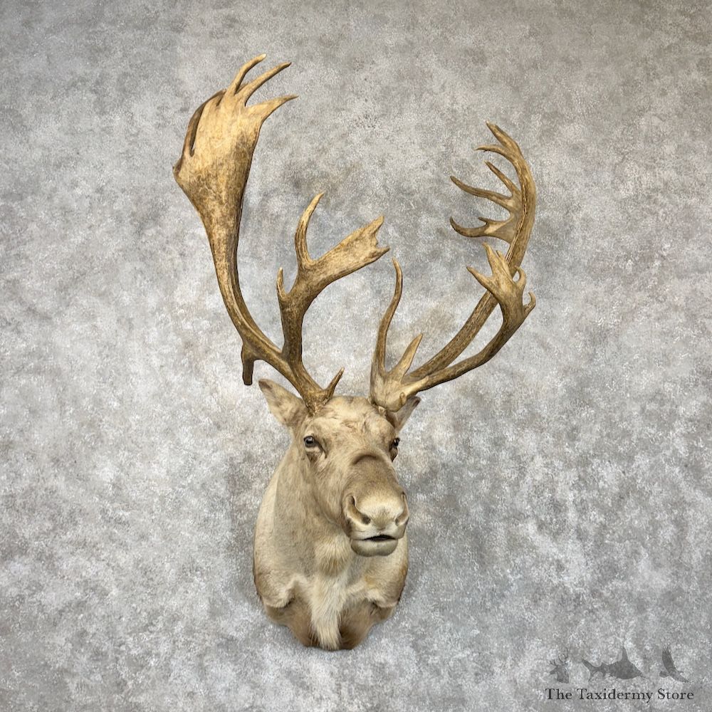 Mountain Caribou Shoulder Mount For Sale #30019 @ The Taxidermy Store