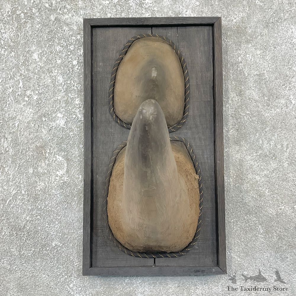 Captain's Classic Rhino Horn Display Mount #25911 For Sale @ The Taxidermy Store