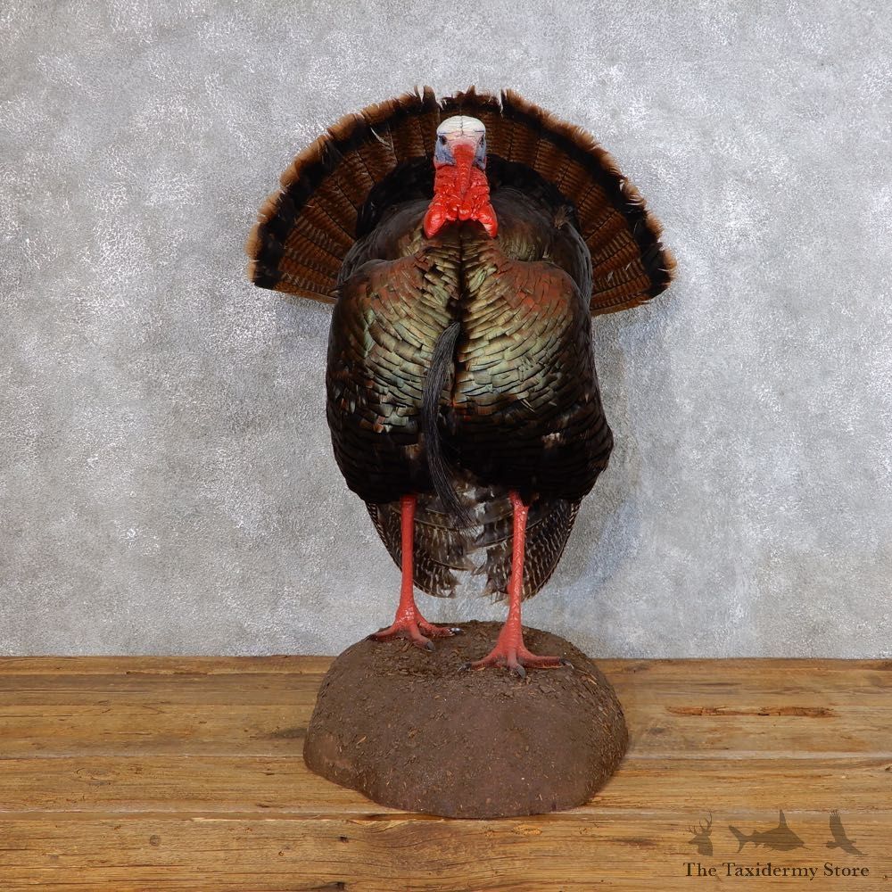 Eastern Turkey Bird Mount For Sale #18754 @ The Taxidermy Store