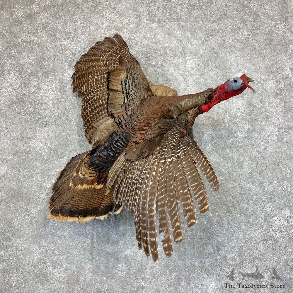 Rio Grande Turkey Flying Life Size Taxidermy Mount #21779 For Sale @ The Taxidermy Store