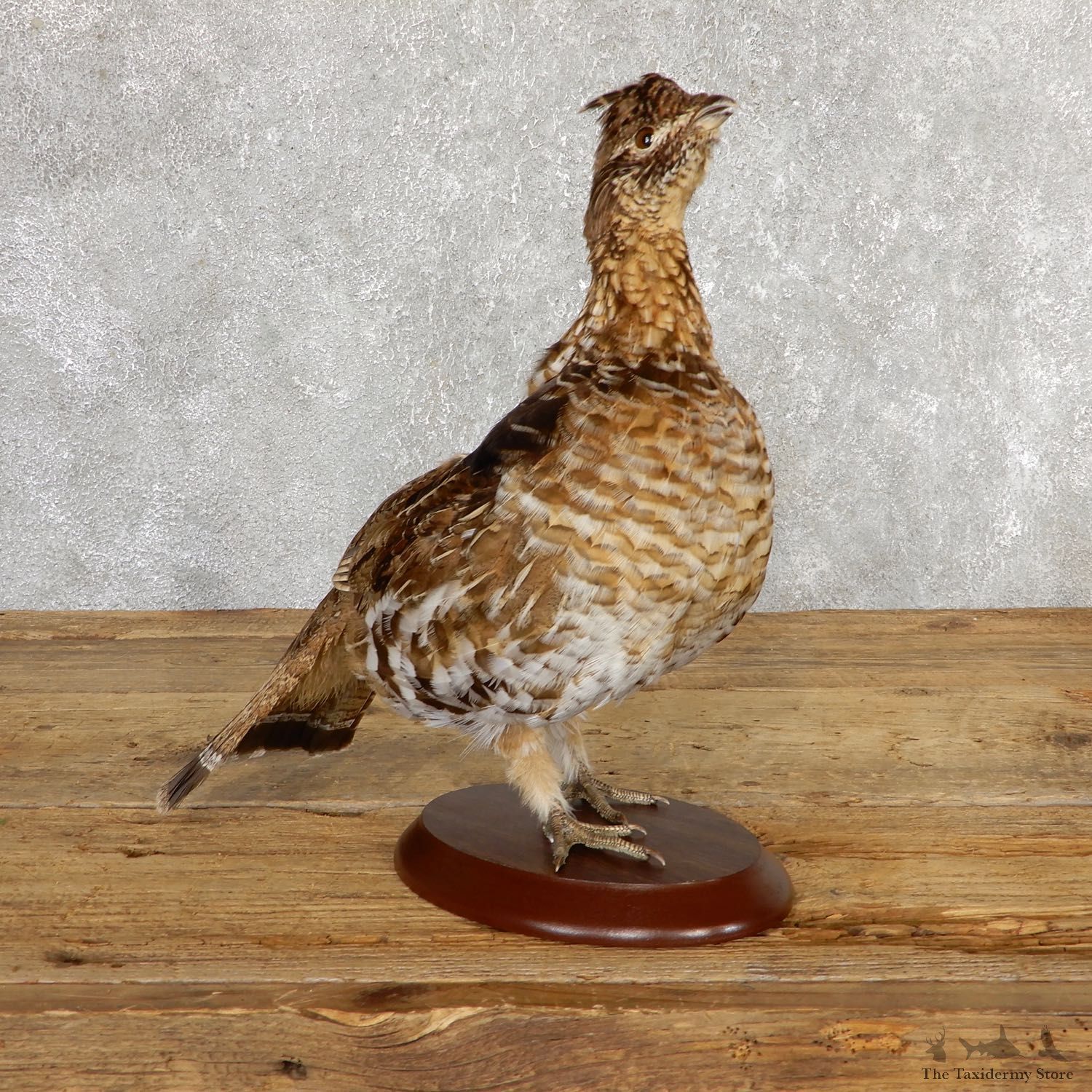 Ruffed Grouse Bird Mount For Sale #19772 @ The Taxidermy Store