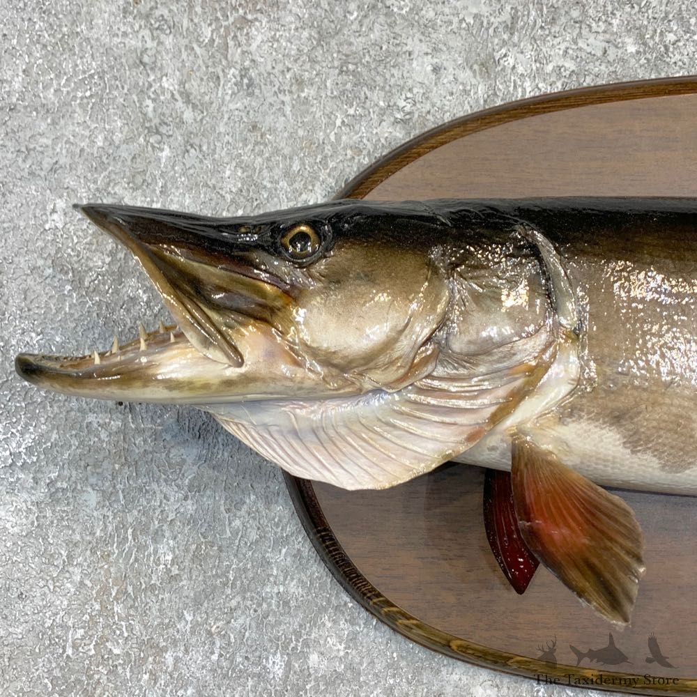 Musky Taxidermy Fish Mount For Sale #23158 @ The Taxidermy Store
