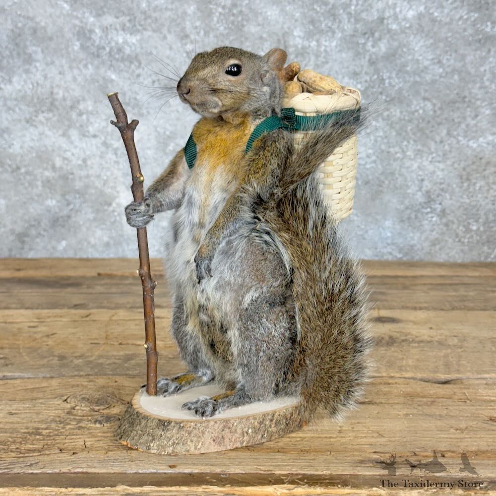 Hiking Squirrel Novelty Mount For Sale #28925 @ The Taxidermy Store
