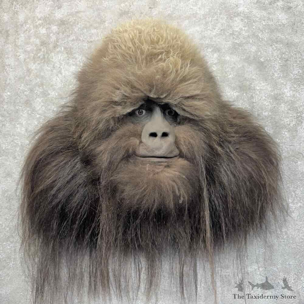 Replica Sasquatch Shoulder Mount For Sale #31160 @ The Taxidermy Store