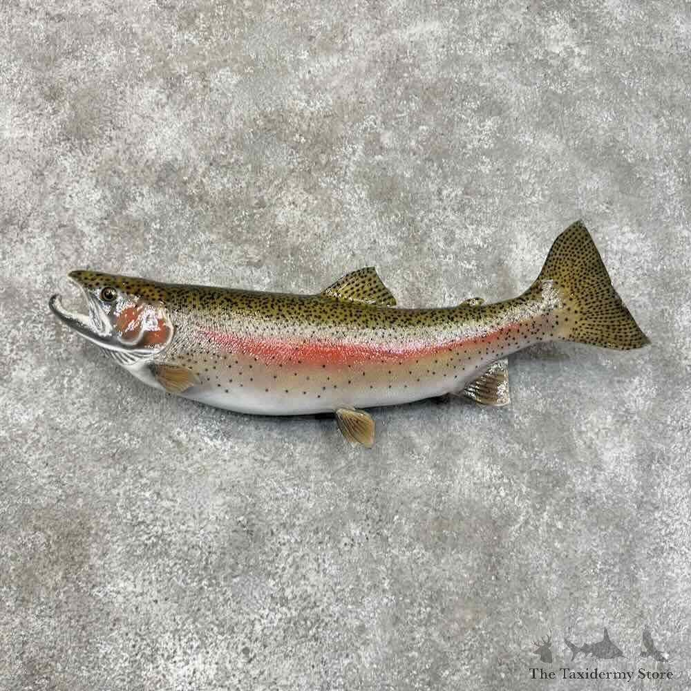 Rainbow Trout Fish Mount For Sale #30457 @ The Taxidermy Store