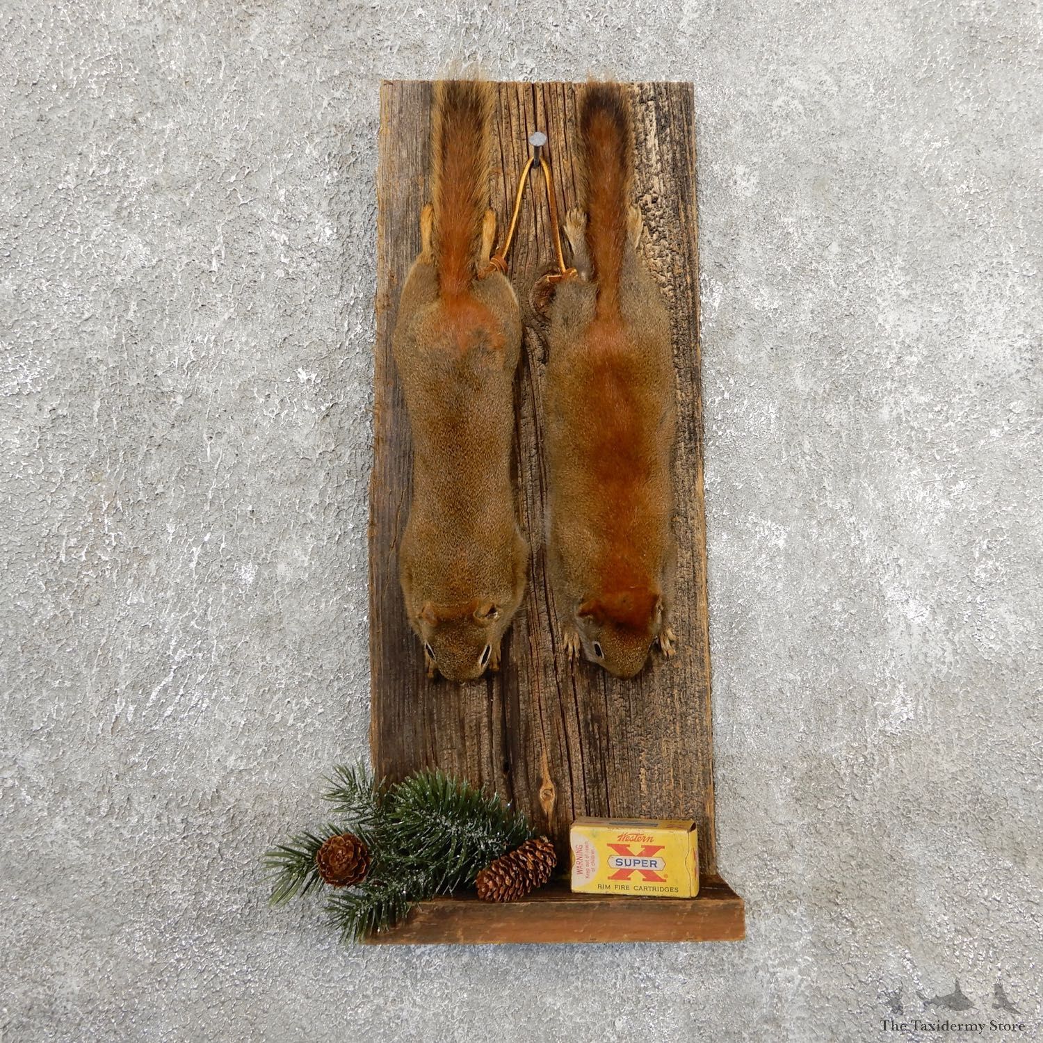 Captain's Classic Red Squirrel Display Taxidermy Mount #19738 For Sale @ The Taxidermy Store