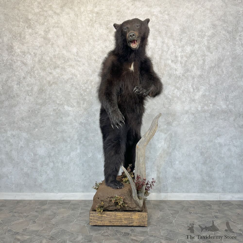 Black Bear Life-Size Mount For Sale #29094 @ The Taxidermy Store
