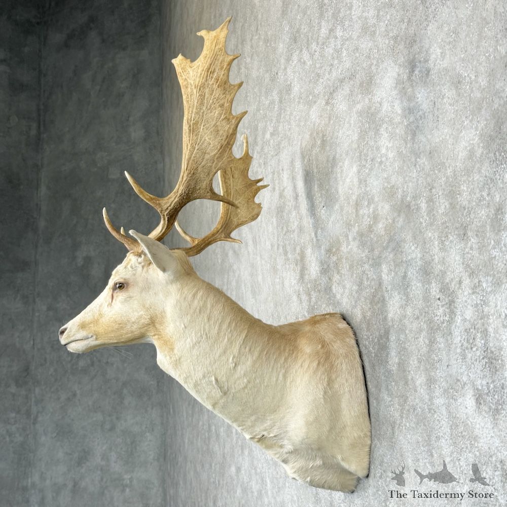 White Fallow Deer Shoulder Mount For Sale #29448 @ The Taxidermy Store