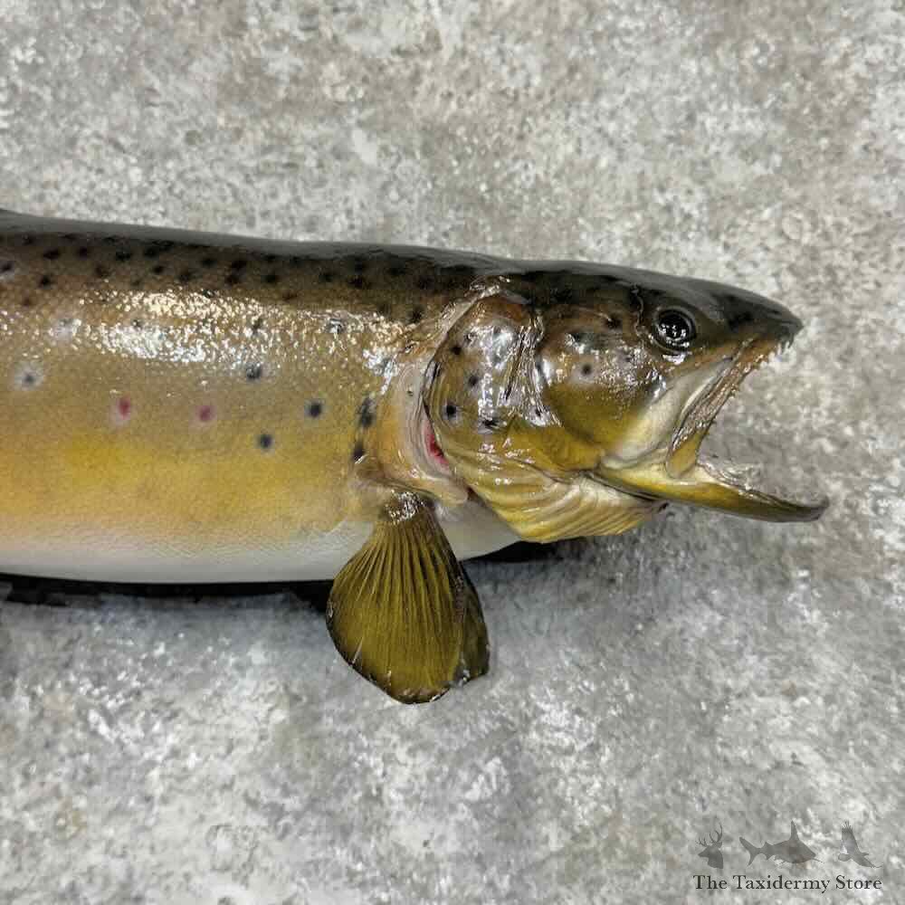 Brown Trout Fish Mount For Sale #32096 @ The Taxidermy Store