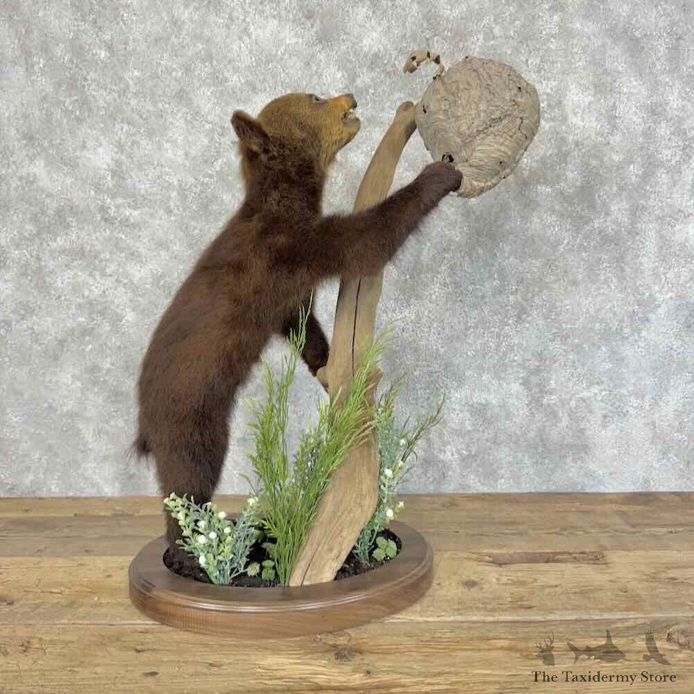 Cinnamon Black Bear Cub Life-Size Mount For Sale #31143 @ The Taxidermy Store