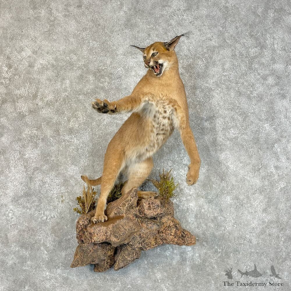 African Caracal Cat Life-Size Mount For Sale #27788 @ The Taxidermy Store