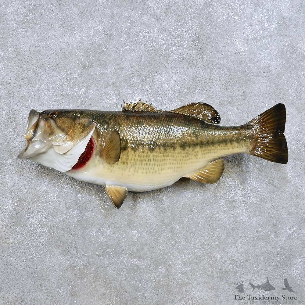 Largemouth Bass Fish Mount For Sale #14363 @ The Taxidermy Store